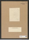 Diatomeae indet. Zeichnungen Sammlung Grunow Nr. 7960 (NHMW-BOT-W0377245)